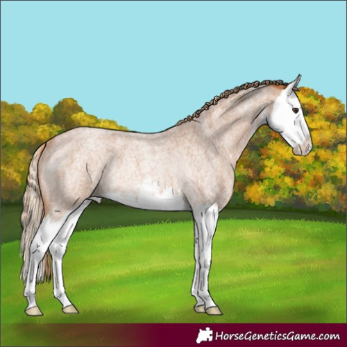 Horse Color:White Spotted Red Roan Splash Rabicano 