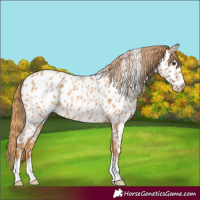 Horse Color:Red Roan Appaloosa 