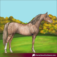 Horse Color:Gold Champagne Pearl Rabicano and Liver Chestnut Pearl Rabicano