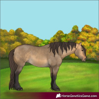 Horse Color:Buckskin Dun 