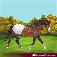 Horse Color:Brown Appaloosa 