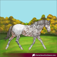 Horse Color:Brown Appaloosa 