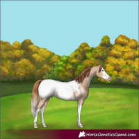 Horse Color:Red Dun Sabino Splash Appaloosa 