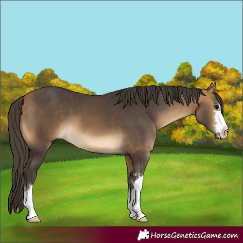 Horse Color:Buckskin 