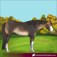 Horse Color:Buckskin