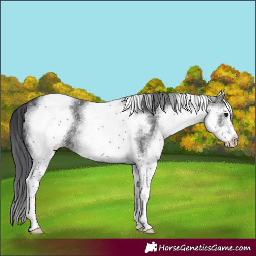 Horse Color:White Spotted Black 
