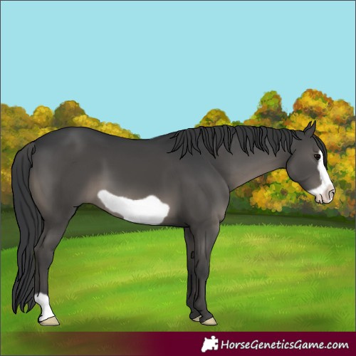 Horse Color:Black Frame 