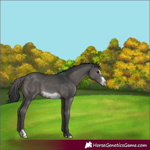 Horse Color:Black Frame 