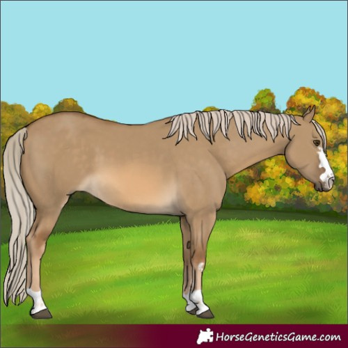 Horse Color:Chocolate Palomino Dun 