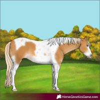 Horse Color:Palomino Tobiano Frame