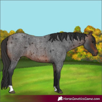 Horse Color:Brown Roan 
