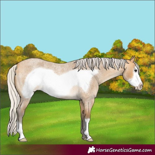 Horse Color:Silver Buckskin Roan Frame 