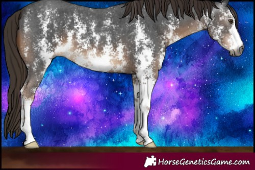 Horse Color:Gray Liver Chestnut Sabino 