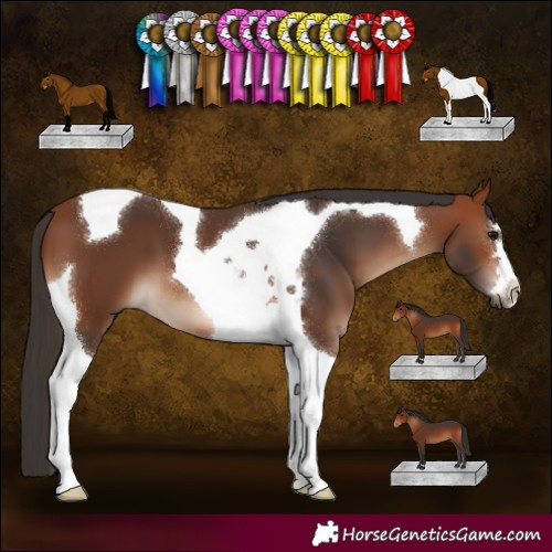 Horse Color:Bay Tobiano 