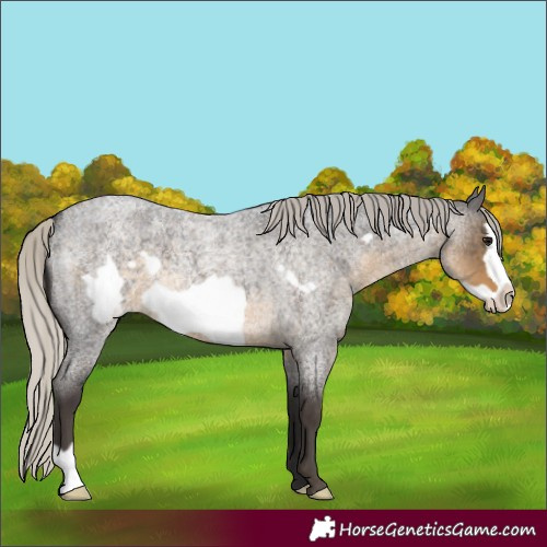 Horse Color:Silver Smoky Blue Roan Frame 