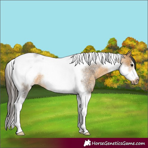 Horse Color:Buckskin Roan Tobiano Frame 