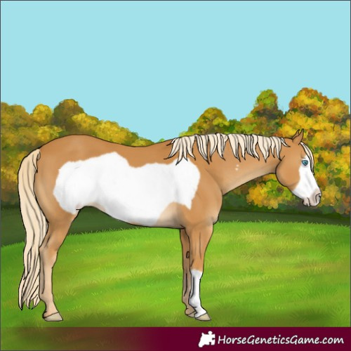 Horse Color:Palomino Frame 