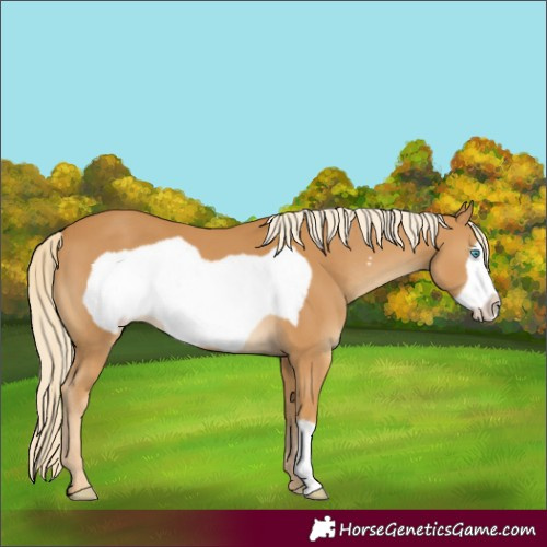 Horse Color:Palomino Frame 