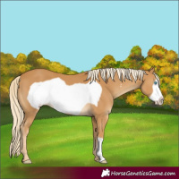 Horse Color:Palomino Frame 