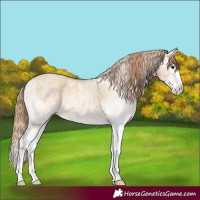 Horse Color:White Spotted Red Dun Splash 