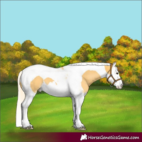 Horse Color:Palomino Splash Tobiano 