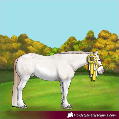 Horse Color:Bay Roan Dun Splash Appaloosa 