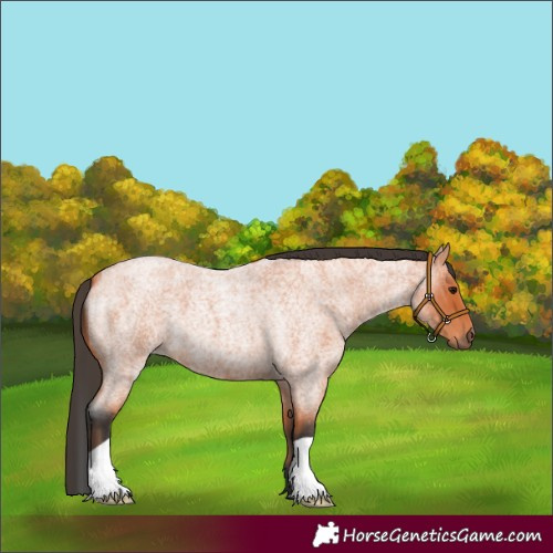 Horse Color:Bay Roan 