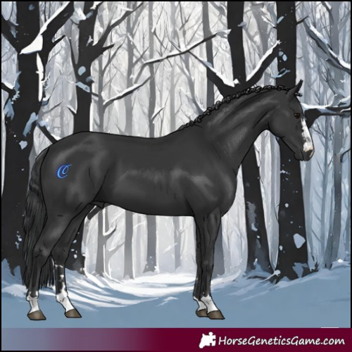 Horse Color:Black 