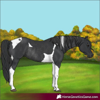 Horse Color:Black Tobiano Rabicano