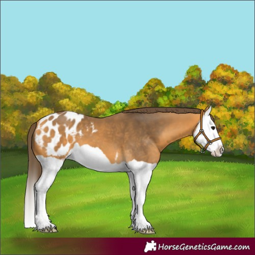 Horse Color:Buckskin Splash Blanket 