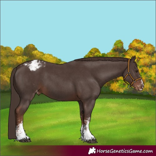 Horse Color:Liver Chestnut Sabino Appaloosa 