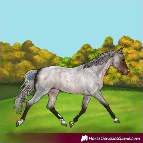 Horse Color:Gray Silver Bay Roan 