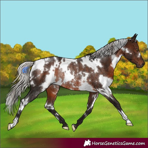 Horse Color:Gray White Spotted Silver Bay Rabicano 