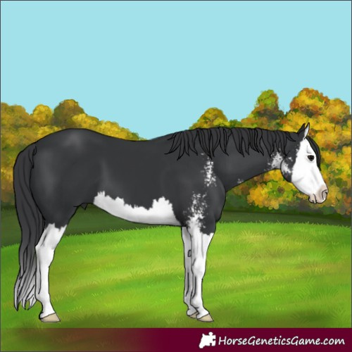 Horse Color:Black Sabino Splash 