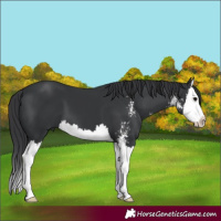 Horse Color:Black Sabino Splash 