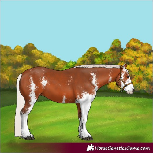 Horse Color:Silver Bay Sabino Appaloosa 