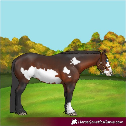 Horse Color:Brown Frame 