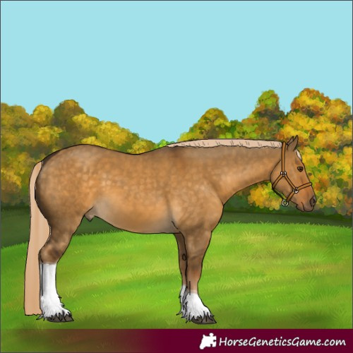 Horse Color:Chocolate Palomino Dun Tobiano 