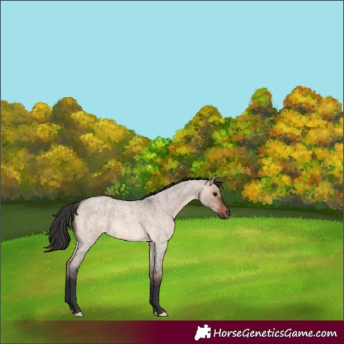 Horse Color:Brown Roan Dun 