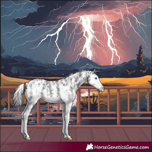 Horse Color:Black Sabino Splash 