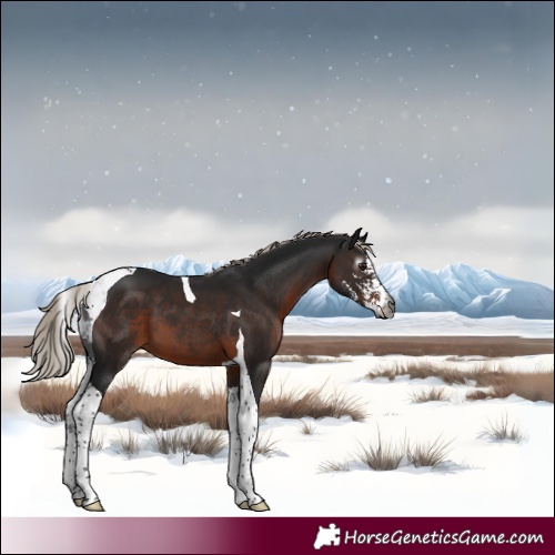 Horse Color:Gray Silver Brown Sabino Tobiano 