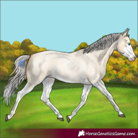 Horse Color:Silver Buckskin Roan Dun Splash