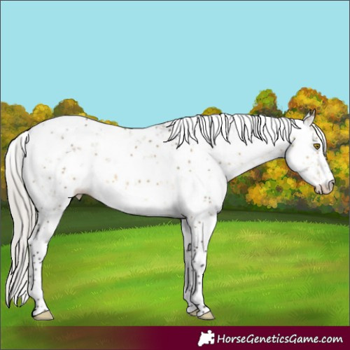 Horse Color:Silver Buckskin Dun Sabino 