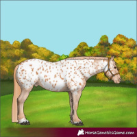 Horse Color:Chestnut Near Leopard
