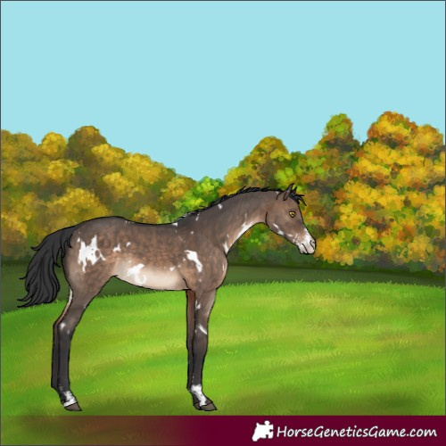 Horse Color:White Spotted Brown Dun Sabino 