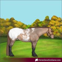 Horse Color:Bay Dun Appaloosa 