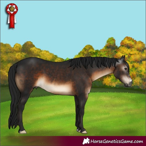 Horse Color:Gray Brown Sabino 