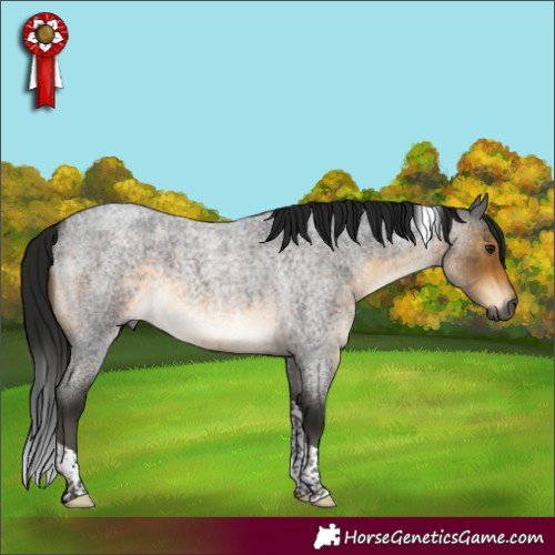 Horse Color:Gray Buckskin Roan Tobiano 