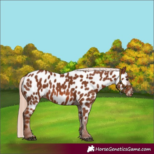 Horse Color:Chestnut Appaloosa 