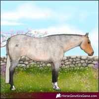 Horse Color:Silver Buckskin Roan 